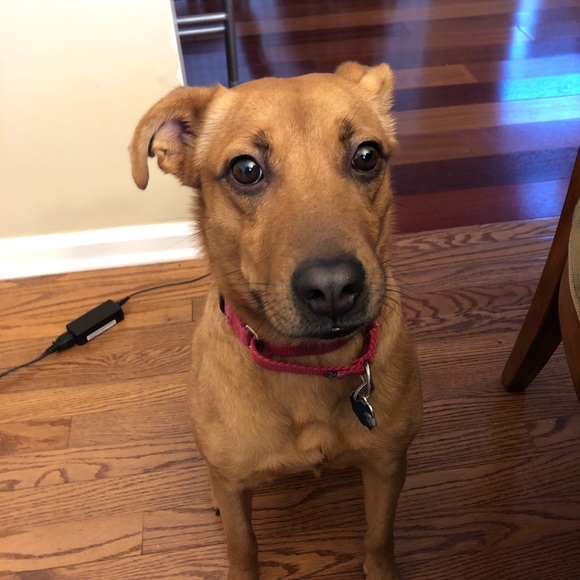 Meet your Posher, Amy - Picture 1 of 1